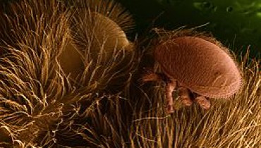 exemple de parasitisme