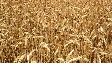 exemple de graminees