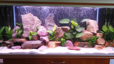 exemple de population mbunas