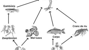 exemple de xarxa trofica