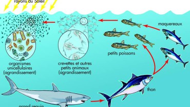 exemple de biodiversite ancienne