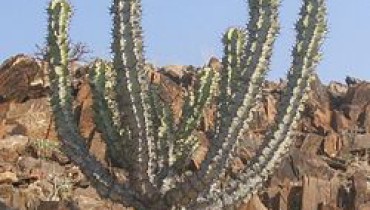 exemple de plante xerophyte