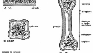 exemple de tissu osseux
