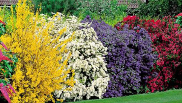 exemple de haie fleurie