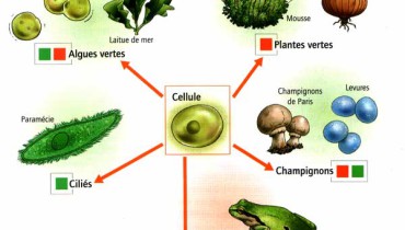 exemple d etre vivant