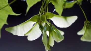 exemple de fruit akene